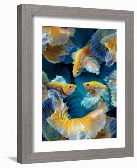 ColorFish-Marcel Egger-Framed Photographic Print