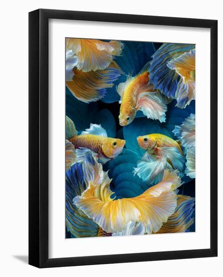 ColorFish-Marcel Egger-Framed Photographic Print