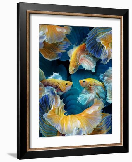 ColorFish-Marcel Egger-Framed Photographic Print