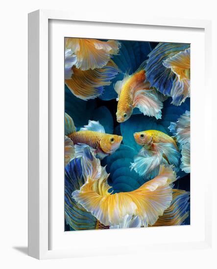 ColorFish-Marcel Egger-Framed Photographic Print