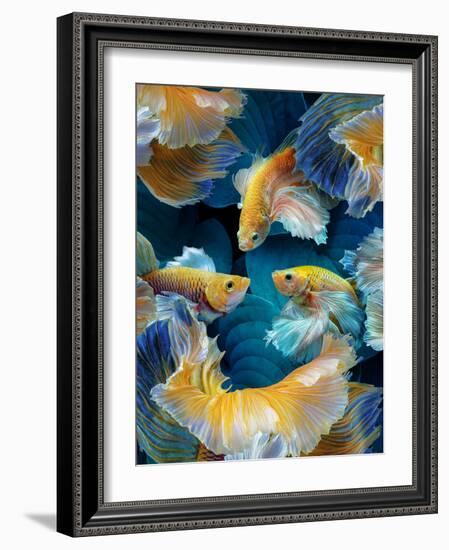 ColorFish-Marcel Egger-Framed Photographic Print