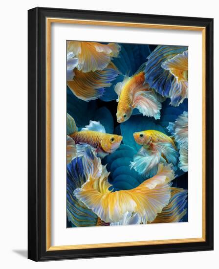 ColorFish-Marcel Egger-Framed Photographic Print