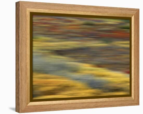 Colorful Abstract of Autumn Tundra Colors, Denali National Park, Alaska, USA-Arthur Morris-Framed Premier Image Canvas