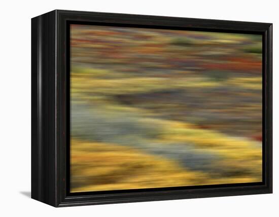 Colorful Abstract of Autumn Tundra Colors, Denali National Park, Alaska, USA-Arthur Morris-Framed Premier Image Canvas