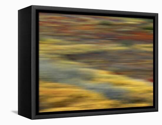 Colorful Abstract of Autumn Tundra Colors, Denali National Park, Alaska, USA-Arthur Morris-Framed Premier Image Canvas