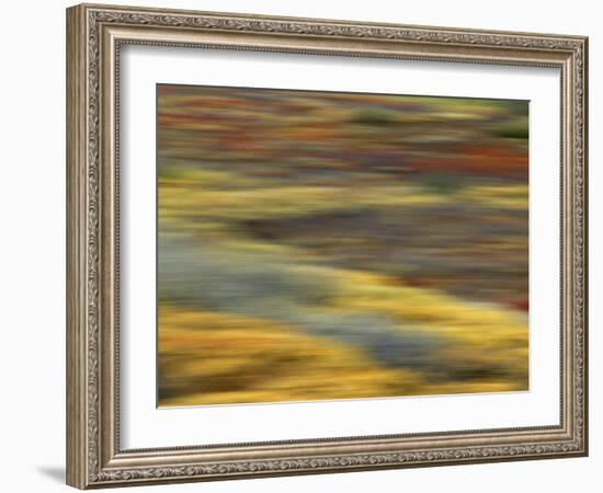 Colorful Abstract of Autumn Tundra Colors, Denali National Park, Alaska, USA-Arthur Morris-Framed Photographic Print