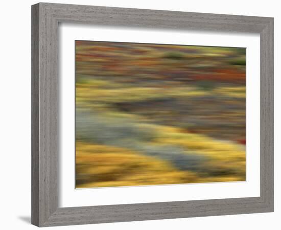 Colorful Abstract of Autumn Tundra Colors, Denali National Park, Alaska, USA-Arthur Morris-Framed Photographic Print