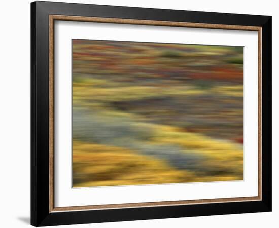 Colorful Abstract of Autumn Tundra Colors, Denali National Park, Alaska, USA-Arthur Morris-Framed Photographic Print