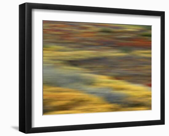 Colorful Abstract of Autumn Tundra Colors, Denali National Park, Alaska, USA-Arthur Morris-Framed Photographic Print