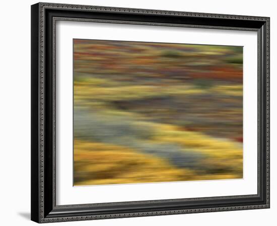 Colorful Abstract of Autumn Tundra Colors, Denali National Park, Alaska, USA-Arthur Morris-Framed Photographic Print