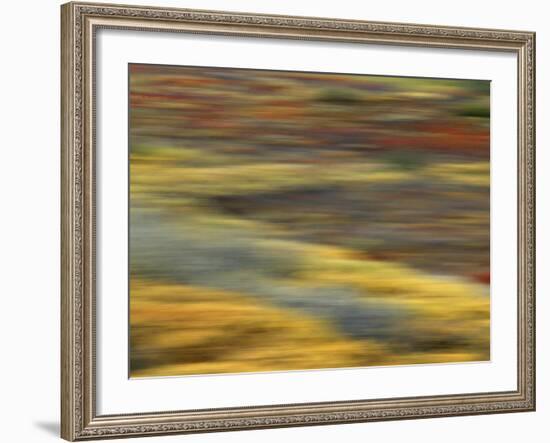 Colorful Abstract of Autumn Tundra Colors, Denali National Park, Alaska, USA-Arthur Morris-Framed Photographic Print