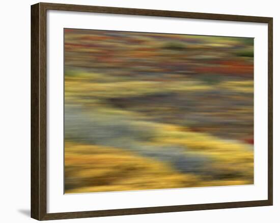 Colorful Abstract of Autumn Tundra Colors, Denali National Park, Alaska, USA-Arthur Morris-Framed Photographic Print