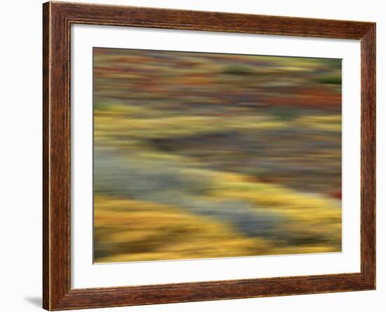 Colorful Abstract of Autumn Tundra Colors, Denali National Park, Alaska, USA-Arthur Morris-Framed Photographic Print