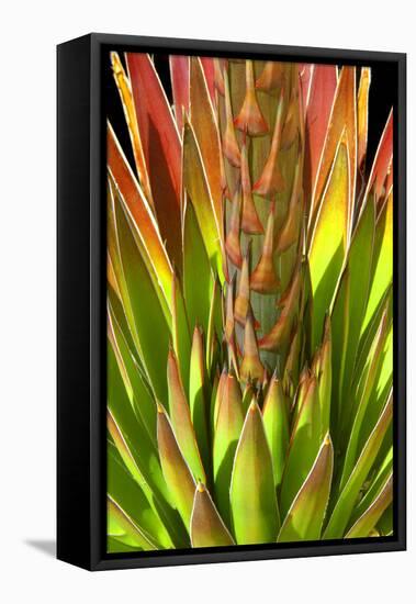 Colorful Agave I-Douglas Taylor-Framed Premier Image Canvas