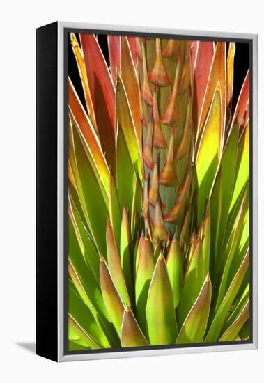 Colorful Agave I-Douglas Taylor-Framed Premier Image Canvas