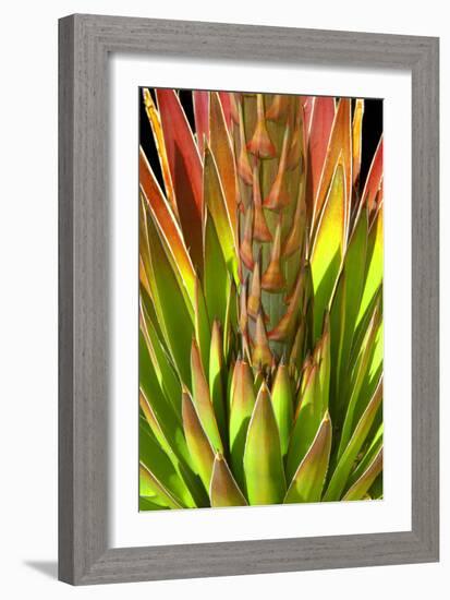 Colorful Agave I-Douglas Taylor-Framed Photographic Print