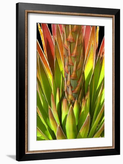 Colorful Agave I-Douglas Taylor-Framed Photographic Print