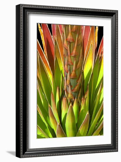 Colorful Agave I-Douglas Taylor-Framed Photographic Print