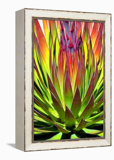 Colorful Agave II-Douglas Taylor-Framed Premier Image Canvas