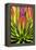 Colorful Agave II-Douglas Taylor-Framed Premier Image Canvas