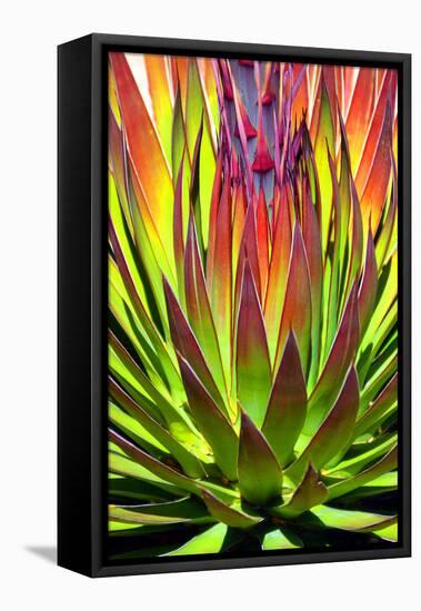 Colorful Agave II-Douglas Taylor-Framed Premier Image Canvas