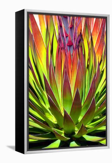 Colorful Agave II-Douglas Taylor-Framed Premier Image Canvas