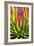 Colorful Agave II-Douglas Taylor-Framed Photographic Print