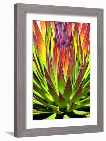 Colorful Agave II-Douglas Taylor-Framed Photographic Print