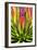 Colorful Agave II-Douglas Taylor-Framed Photographic Print