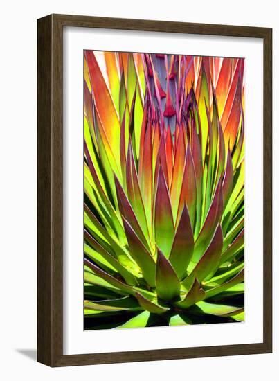 Colorful Agave II-Douglas Taylor-Framed Photographic Print