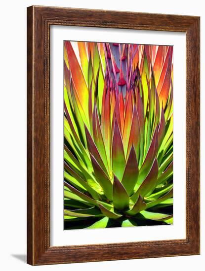 Colorful Agave II-Douglas Taylor-Framed Photographic Print