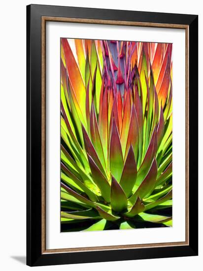 Colorful Agave II-Douglas Taylor-Framed Photographic Print