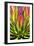 Colorful Agave II-Douglas Taylor-Framed Photographic Print