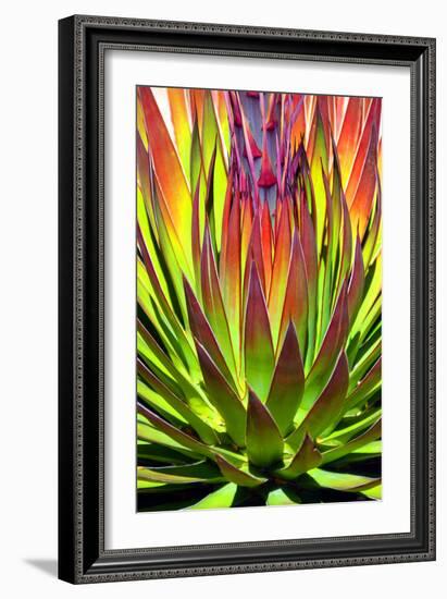 Colorful Agave II-Douglas Taylor-Framed Photographic Print