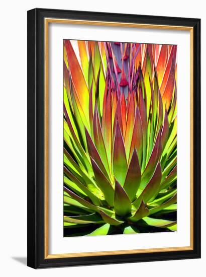 Colorful Agave II-Douglas Taylor-Framed Photographic Print