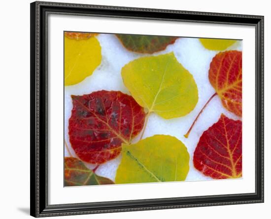 Colorful Aspen Leaves on Snow, Colorado, USA-Julie Eggers-Framed Photographic Print