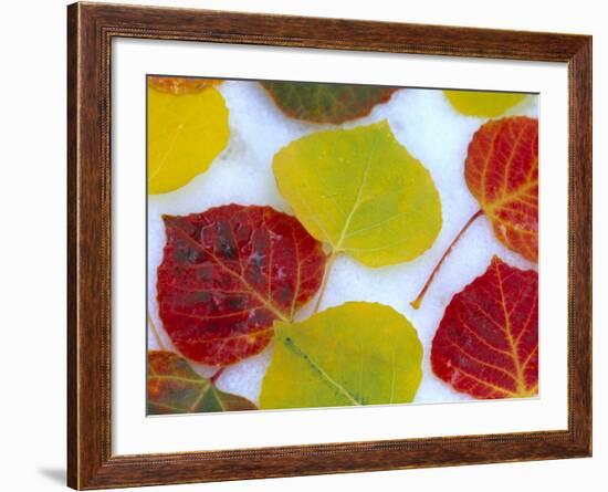 Colorful Aspen Leaves on Snow, Colorado, USA-Julie Eggers-Framed Photographic Print