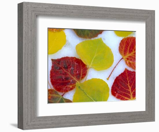 Colorful Aspen Leaves on Snow, Colorado, USA-Julie Eggers-Framed Photographic Print