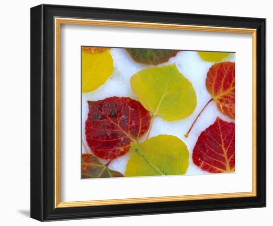 Colorful Aspen Leaves on Snow, Colorado, USA-Julie Eggers-Framed Photographic Print