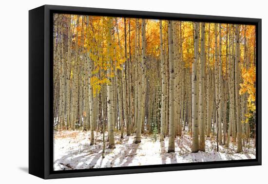 Colorful Aspen Trees in Snow at Kebler Pass Colorado-SNEHITDESIGN-Framed Premier Image Canvas