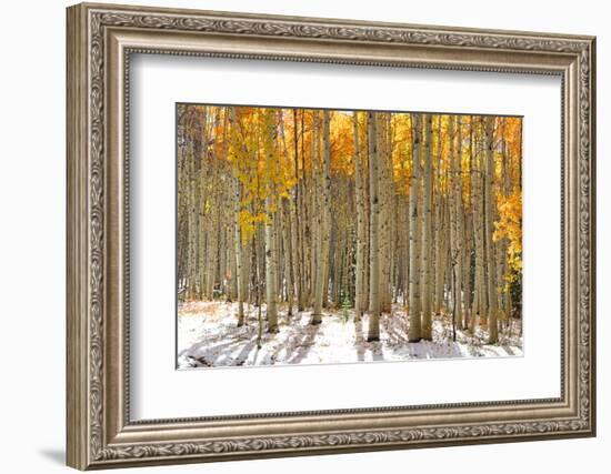 Colorful Aspen Trees in Snow at Kebler Pass Colorado-SNEHITDESIGN-Framed Photographic Print