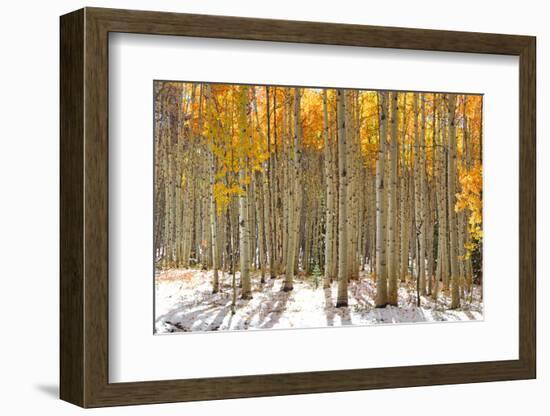 Colorful Aspen Trees in Snow at Kebler Pass Colorado-SNEHITDESIGN-Framed Photographic Print