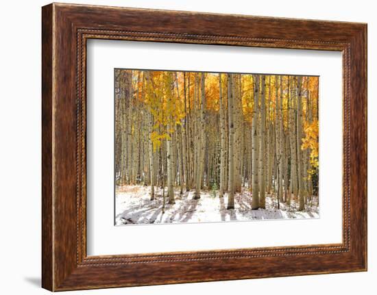 Colorful Aspen Trees in Snow at Kebler Pass Colorado-SNEHITDESIGN-Framed Photographic Print