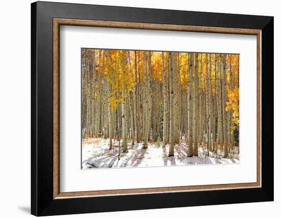 Colorful Aspen Trees in Snow at Kebler Pass Colorado-SNEHITDESIGN-Framed Photographic Print