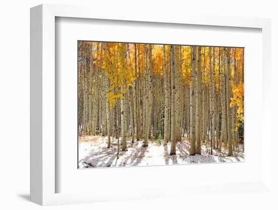 Colorful Aspen Trees in Snow at Kebler Pass Colorado-SNEHITDESIGN-Framed Photographic Print