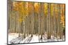 Colorful Aspen Trees in Snow at Kebler Pass Colorado-SNEHITDESIGN-Mounted Photographic Print
