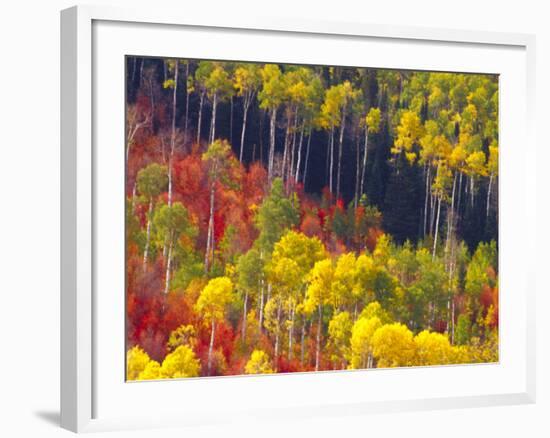 Colorful Aspens in Logan Canyon, Utah, USA-Julie Eggers-Framed Photographic Print