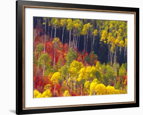 Colorful Aspens in Logan Canyon, Utah, USA-Julie Eggers-Framed Photographic Print