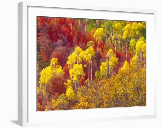 Colorful Aspens in Logan Canyon, Utah, USA-Julie Eggers-Framed Photographic Print