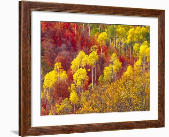 Colorful Aspens in Logan Canyon, Utah, USA-Julie Eggers-Framed Photographic Print